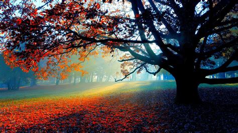 Morning Autumn Forest Wallpapers - Wallpaper Cave