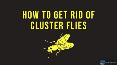 How to Get Rid of Cluster Flies | 5 Effective Ways