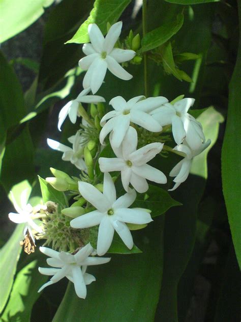 Jasmine | Common name: Indian Jui, Juhi जूही (Hindi), Uccima… | Flickr