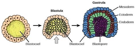 cell biology - What is this part of blastula called and how is endoderm formed? - Biology Stack ...