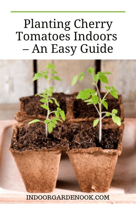 Grow Cherry Tomatoes Indoors (#1 Guide With Steps) | Growing cherry ...