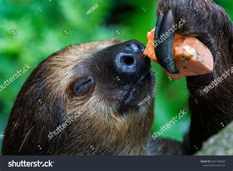 666 Sloth Eating Stock Photos, Images & Photography | Shutterstock