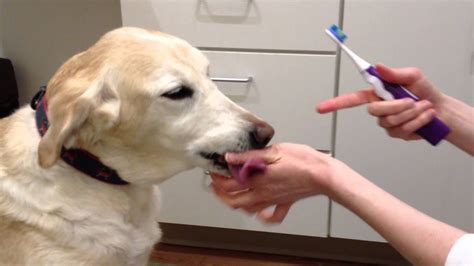 How To Brush Your Dog's Teeth At Home - YouTube