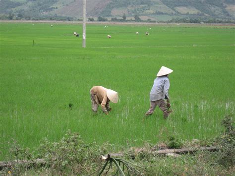 Around Nha Trang, rice fields | Around Nha Trang, rice field… | Flickr