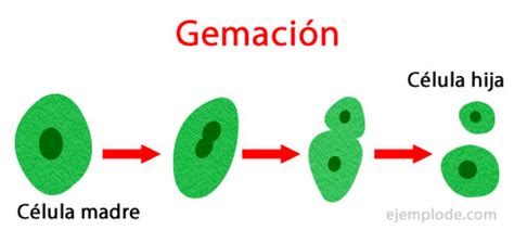 Tipos Reproducción : EJEMPLOS POR CLASIFICACIÓN