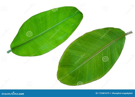 Banana Leaf on White Background. Stock Image - Image of healthy, colorful: 172481679