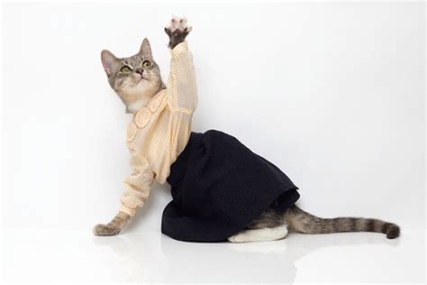 6 Cats That Dress Better Than You (Seriously) | StyleCaster