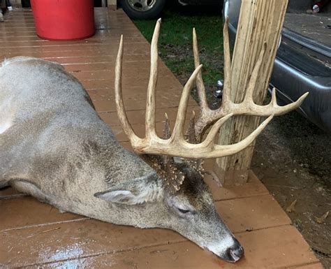 Last-Minute 14-Point Georgia Buck May Set a Record - AllOutdoor.com