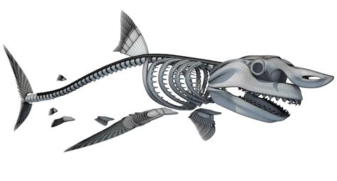 Great White Shark Skeleton - 3D Model by 3D Horse