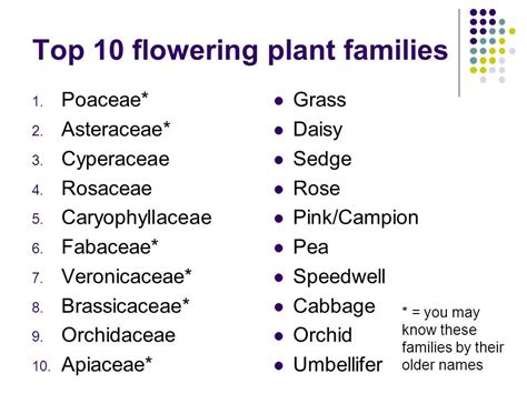 Top 10 dicot families | Dr M Goes Wild