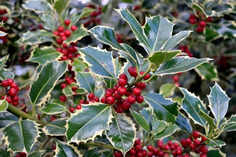 11 Best Evergreen Shrubs for Your Garden