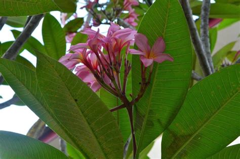 from my garden: Plumeria / frangipani / pokok bunga kemboja