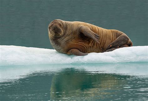 Photographing Arctic Wildlife | Nikon