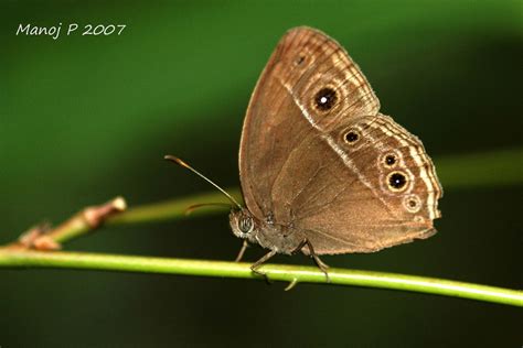 My Butterfly Garden: June 2012