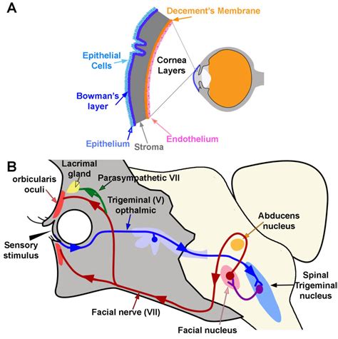 Neuroanatomy, Trigeminal Reflexes - StatPearls - NCBI Bookshelf