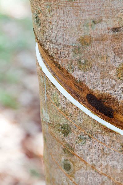 Rubber tree sap | Kampong Cham (now Tbong Khmum) Province,… | Flickr