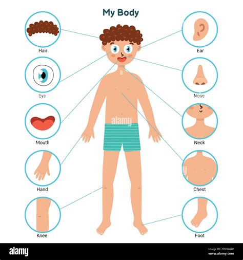 Body parts educational posters with a boy. Learning parts of body Stock Vector Image & Art - Alamy