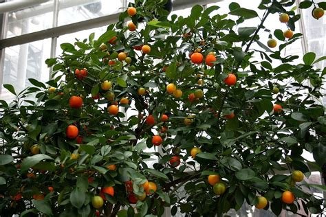 How to Grow a Calamondin Orange Tree Indoors or Outdoors - Dengarden