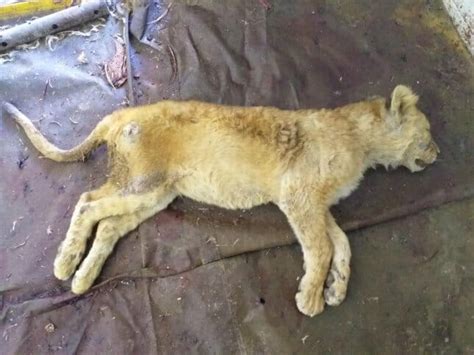 Dead Lion Cubs Found in Freezer at Cruel 'Canned Hunting' Farm