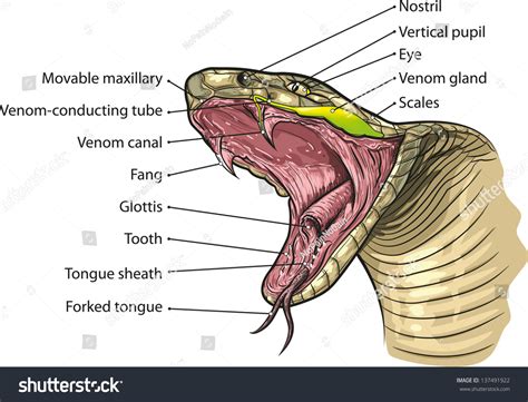 Snake Mouth Anatomy Vector Illustration Stock Vector (Royalty Free ...