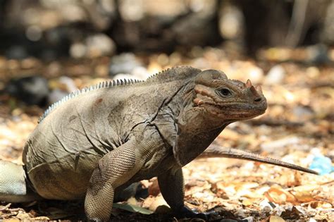 Rhino Iguana Facts, Habitat, Lifespan, Diet, with Picture