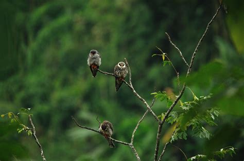 The Amur Falcon and the Mysteries of Bird Migration | RoundGlass | Sustain