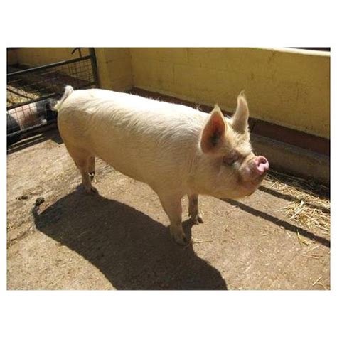 Yorkshire Pig at Rs 10000/unit | Farm Pig | ID: 15311201588