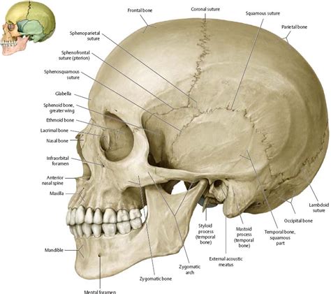 Anterior Aspect Of Skull / Skull - Posterior View Flashcards | Quizlet - On the inferior aspect ...