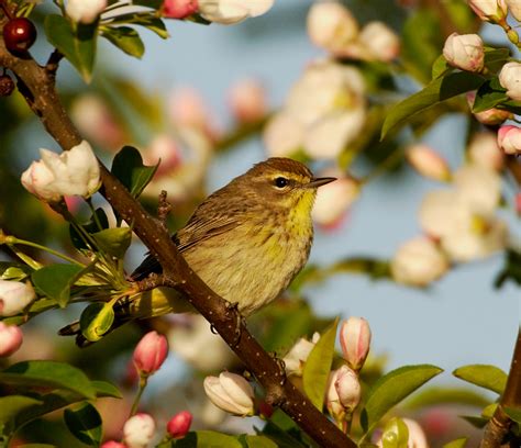 Inside The Palm Warbler's Migration Journey - Owen Deutsch Photography