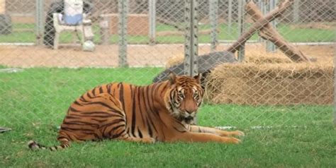 Circus tiger finally tastes the desirable freedom after a lifetime living in a tiny circus cage