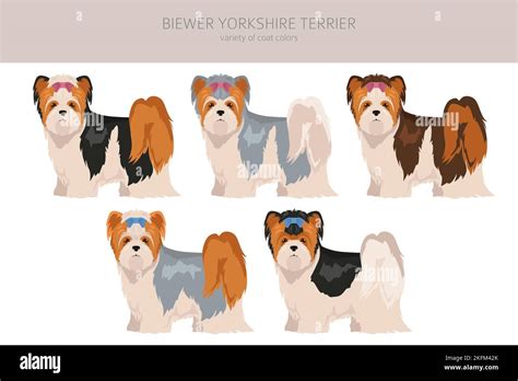 Standing biewer yorkshire terrier hi-res stock photography and images ...