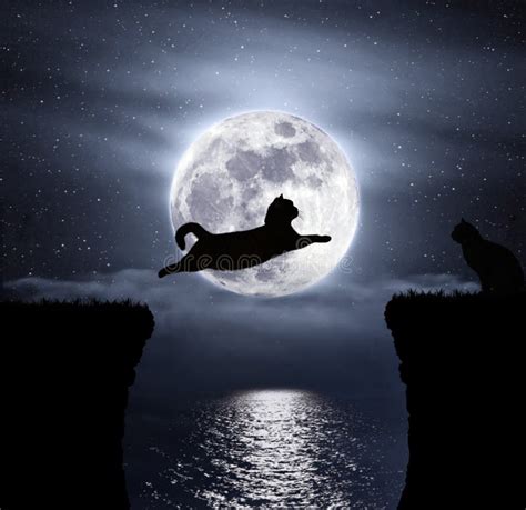 Love Cats Moonlight Stock Photos - Free & Royalty-Free Stock Photos ...