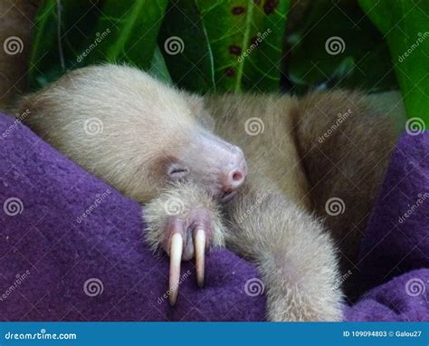 Sleeping baby sloth stock image. Image of adorable, rica - 109094803