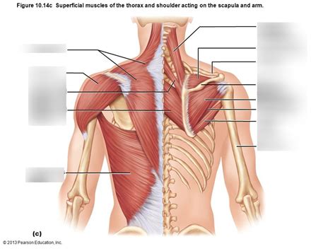 Superficial muscles of thorax & shoulder acting on scapula & arm ...