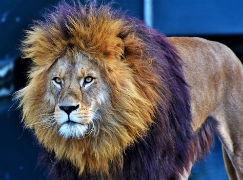 Lion Cat Predator Big · Free photo on Pixabay