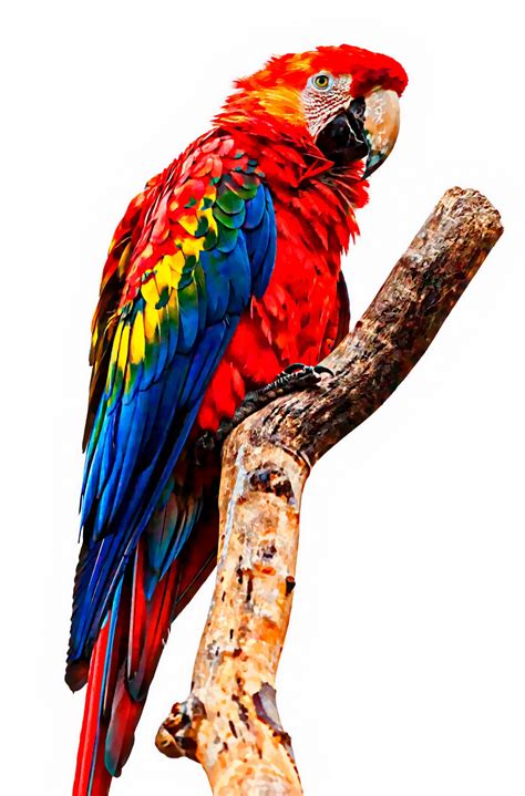 Parrot Painting Free Stock Photo - Public Domain Pictures