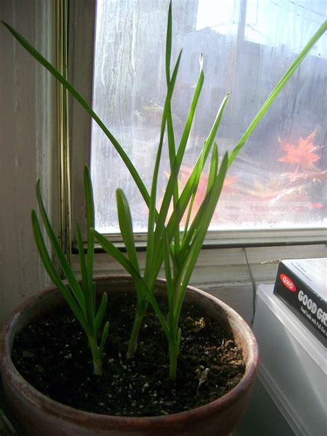 Quiet Corner:Growing Garlic Indoors - Quiet Corner