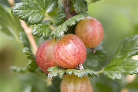 Gooseberries – Practical Grow Guide - gardenersworld.com