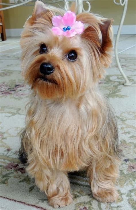 Puppy Love - Bella The Morkie… She’s a 2 year old cross breed mix…between a Maltese and ...