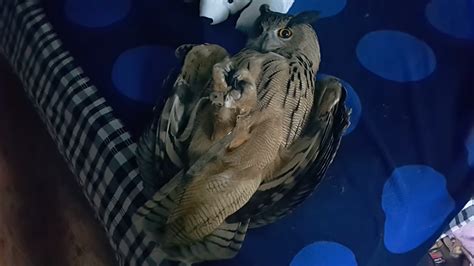 Upside down eagle owl "Yoll" : r/Owls