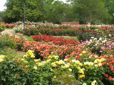 Tyler Texas Municipal Rose Garden | Tyler Texas has a beauti… | Flickr