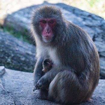 Japanese Macaque | Lincoln Park Zoo