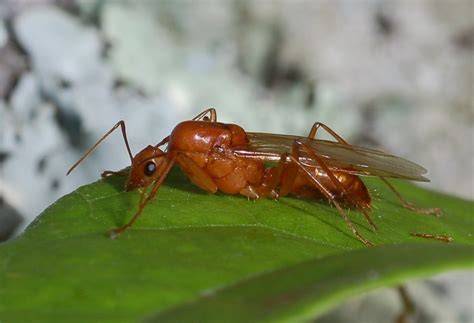 Family Formicidae | ENT 425 – General Entomology