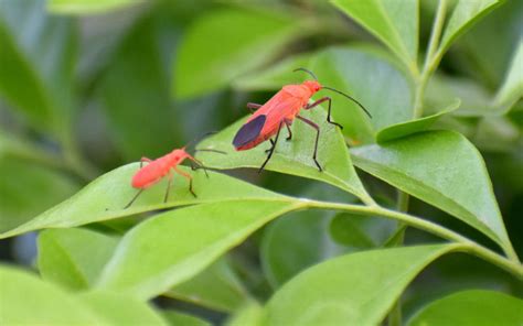 What Attracts Boxelder Bugs To Your Yard and Home? » Birds & Wild