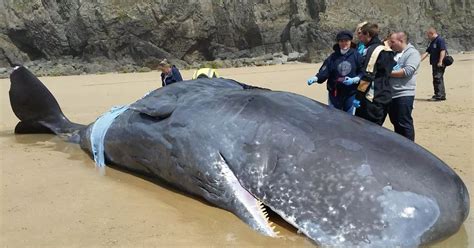 Huge beached whale washed up on British beach dies as attempts to refloat it fail - Mirror Online