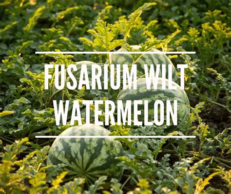 Fusarium Wilt Watermelon | Organic Treatment & Control |Novobac