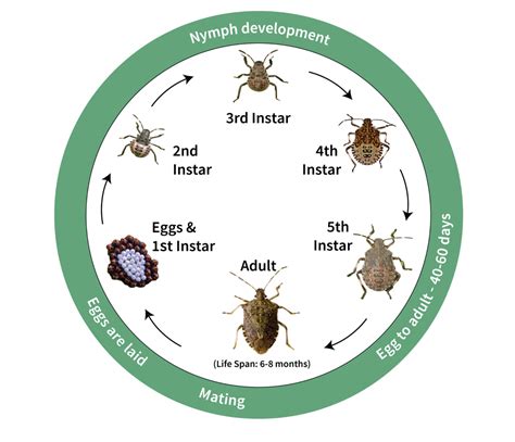 stink bug life cycle diagram - Brady Mabe