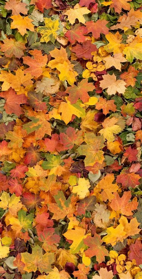 Autumn Leafs Backdrop - 239 | Fall pictures, Autumn leaves, Autumn scenes