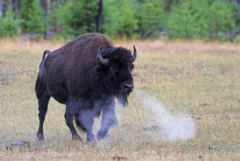 Buffalo Snort Yellowstone National-Park, art, Buffalo Snort, National-Park, walpaper, HD ...