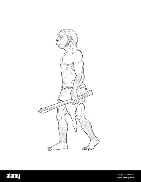 Human Evolution Digital Illustration Homo Erectus Australopithecus | Images and Photos finder